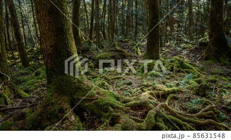 富士山麓・広大な青木ヶ原樹海の木々 85631548