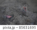 お線香 85631695