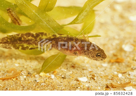 Closeup on a dark colored larvae of the Hokkaido salamander,Hynobius retardatus , endemic to Japan underwater 85632428
