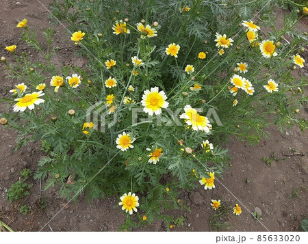 5月に咲く春菊(野菜)の花 5月に咲く春菊(野菜)の花 85633020