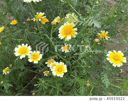 5月に咲く春菊(野菜)の花 5月に咲く春菊(野菜)の花 85633022