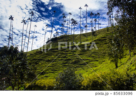 View of the beautiful cloud forest and the Quindio Wax Palms at the Cocora Valley located in Salento in the Quindio region in Colombia 85633096