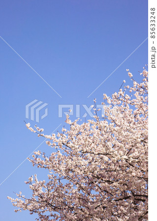 青空の中で満開の暖流桜 青空の中で満開の暖流桜 85633248