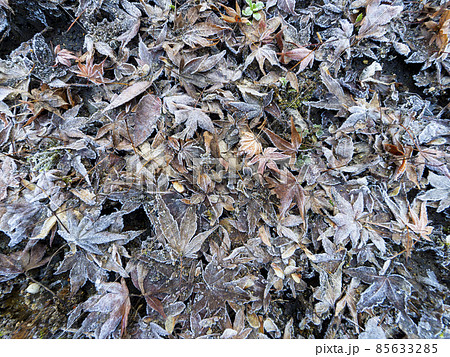 凍り付いた紅葉の落葉と霜柱 85633285
