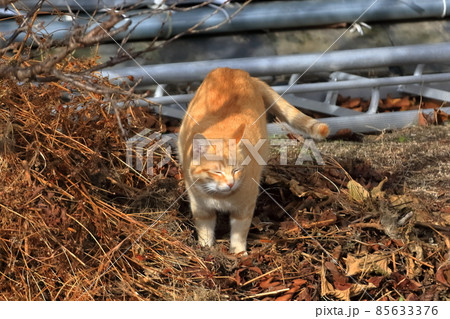 野良猫 茶トラ イメージ 野良猫 茶トラ イメージ 85633376