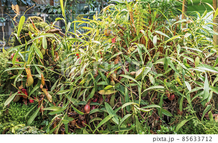Large green carnivorous plant Nepenthes surrounded by other plants 85633712