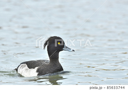 キンクロハジロ 85633744
