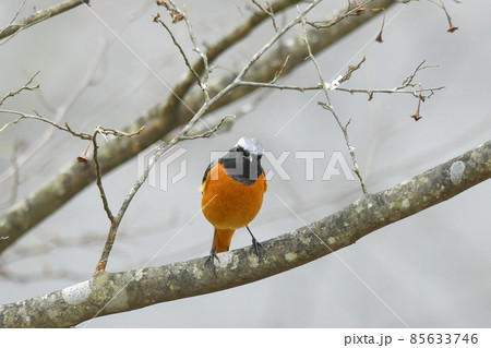 ジョウビタキ 85633746