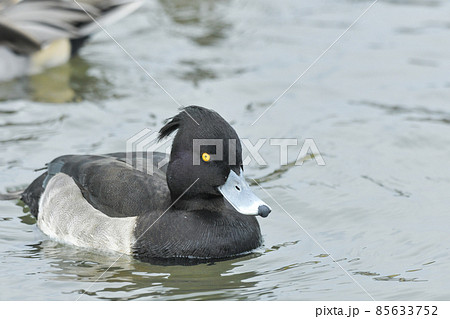 キンクロハジロ 85633752