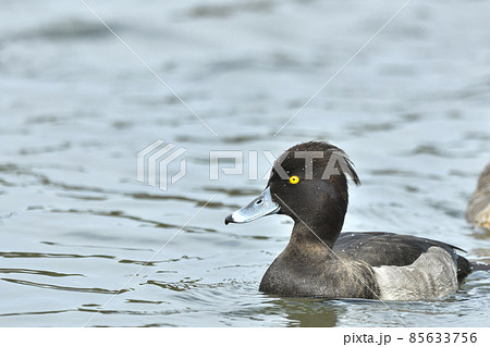 キンクロハジロ キンクロハジロ 85633756