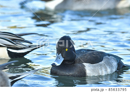 キンクロハジロ 85633795