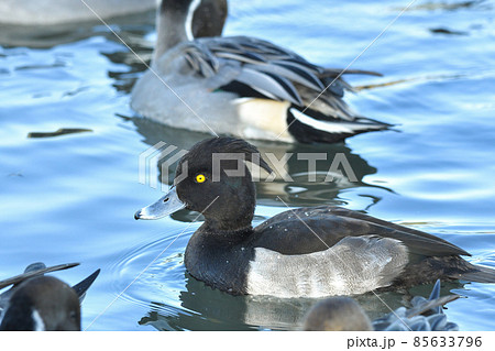 キンクロハジロ 85633796