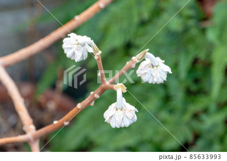 ミツマタの白い蕾 ミツマタの白い蕾 85633993