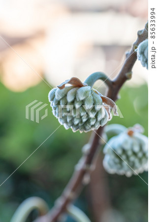 ミツマタの白い蕾 85633994