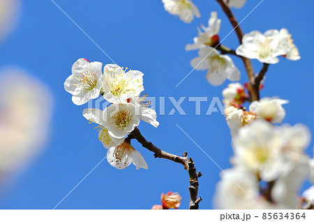 白梅　梅の花 85634364