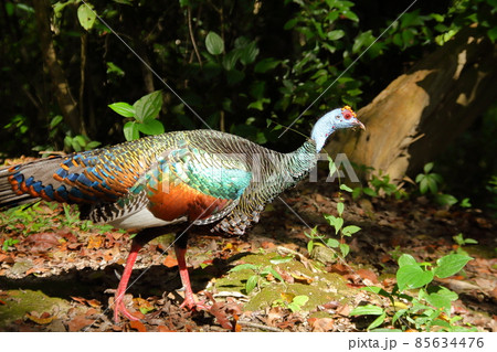 グアテマラ　マヤ文明の遺跡ティカルに生息する野生の七面鳥 85634476