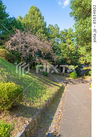 忍城　土塁　伝進修館表門付近　初秋の風景 85634602