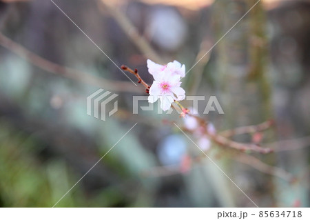 ジュウガツザクラの花 ジュウガツザクラの花 85634718