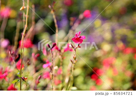 チェリーセージの花 チェリーセージの花 85634721