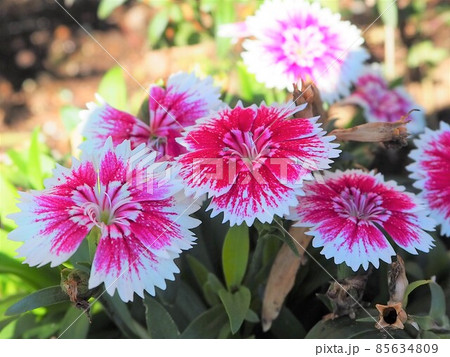 ピンクと白の花 85634809