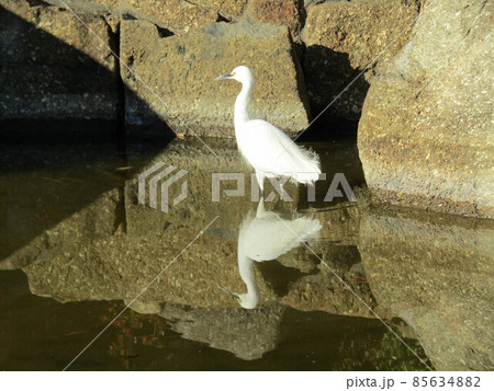 稲毛海浜公園への浜の池に来た白い鳥はコサギ 85634882