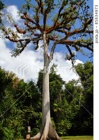 グアテマラ　マヤ文明の遺跡ティカルに点在するセイバの大木 85634973