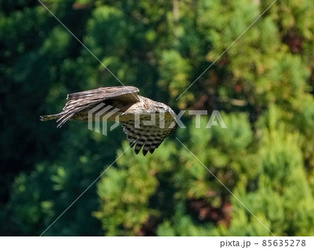グリーンバックに悠然と飛ぶクマタカ幼鳥 85635278