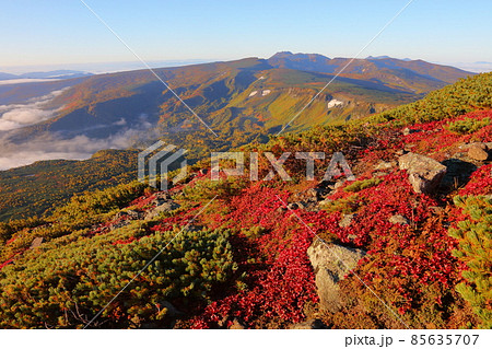 ウラシマツツジの紅葉と高根ヶ原_トムラウシ 85635707