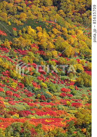 高根ヶ原からの紅葉と黄葉_縦 85635709