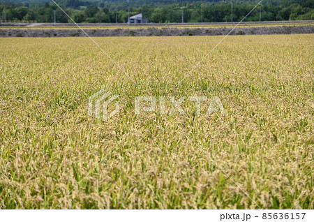 北海道の田舎で実った黄金色の稲穂 北海道の田舎で実った黄金色の稲穂 85636157