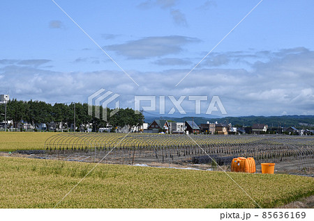 北海道の田舎で実った黄金色の稲穂と青空 85636169