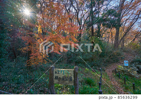 秋の東京都多摩市桜ヶ丘公園 とんぼの広場に向かう道(赤い実の道)の紅葉 秋の東京都多摩市桜ヶ丘公園 とんぼの広場に向かう道(赤い実の道)の紅葉 85636299
