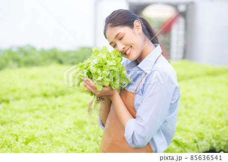 Young asian woman working in hydroponic system vegetables organic lettuce farm. Young asian woman working in hydroponic system vegetables organic lettuce farm. 85636541