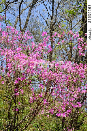 雑木林のミツバツツジ 【相模原市津久井 4月】 雑木林のミツバツツジ 【相模原市津久井 4月】 85636563