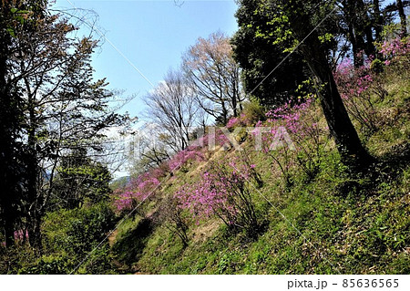 中野山 斜面に咲くミツバツツジ 【相模原市津久井 4月】 中野山 斜面に咲くミツバツツジ 【相模原市津久井 4月】 85636565