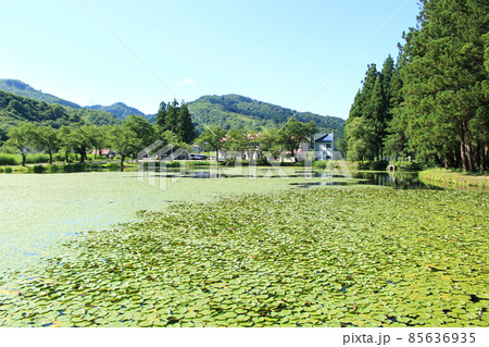 上の原 お松の池 上の原 お松の池 85636935
