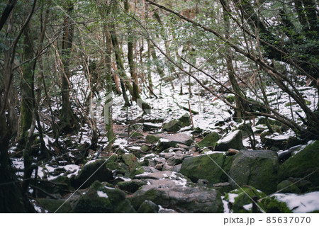 冬の屋久島の風景(ジブリ・もののけ姫の舞台)~九州の世界自然遺産~ 冬の屋久島の風景(ジブリ・もののけ姫の舞台)~九州の世界自然遺産~ 85637070