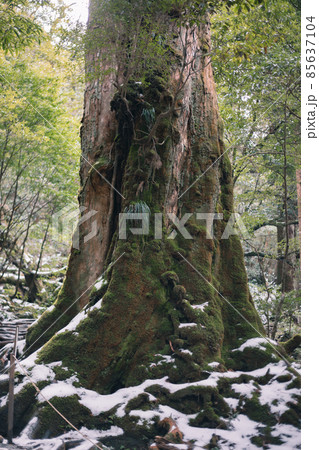 冬の屋久島の風景(ジブリ・もののけ姫の舞台)~九州の世界自然遺産~ 冬の屋久島の風景(ジブリ・もののけ姫の舞台)~九州の世界自然遺産~ 85637104