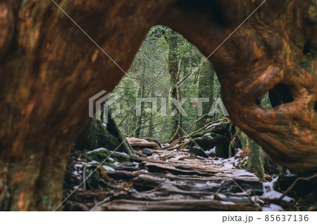 冬の屋久島の風景(ジブリ・もののけ姫の舞台)~九州の世界自然遺産~ 冬の屋久島の風景(ジブリ・もののけ姫の舞台)~九州の世界自然遺産~ 85637136