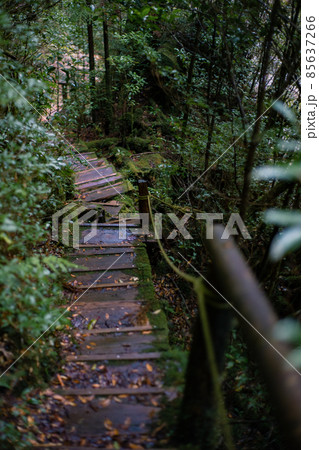 冬の屋久島の風景(ジブリ・もののけ姫の舞台)~九州の世界自然遺産~ 冬の屋久島の風景(ジブリ・もののけ姫の舞台)~九州の世界自然遺産~ 85637266
