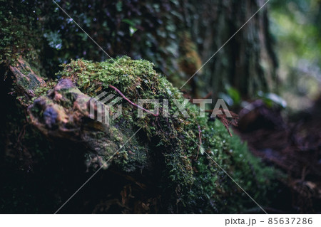冬の屋久島の風景(ジブリ・もののけ姫の舞台)~九州の世界自然遺産~ 冬の屋久島の風景(ジブリ・もののけ姫の舞台)~九州の世界自然遺産~ 85637286