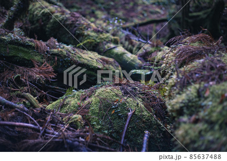 冬の屋久島の風景(ジブリ・もののけ姫の舞台)~九州の世界自然遺産~ 85637488