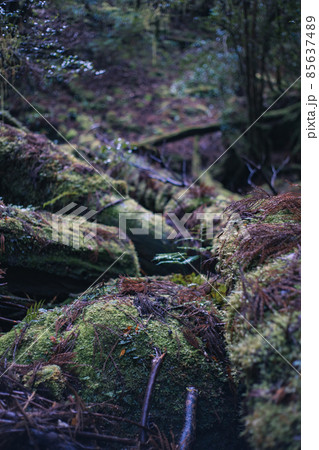 冬の屋久島の風景(ジブリ・もののけ姫の舞台)~九州の世界自然遺産~ 85637489