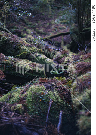 冬の屋久島の風景(ジブリ・もののけ姫の舞台)~九州の世界自然遺産~ 85637490