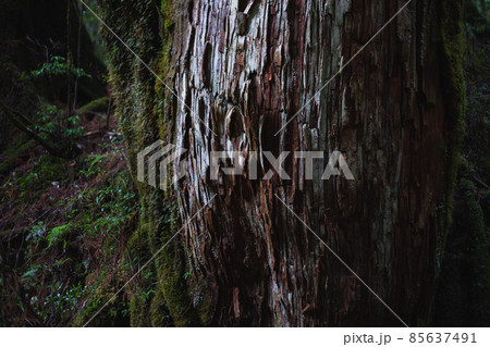 冬の屋久島の風景(ジブリ・もののけ姫の舞台)~九州の世界自然遺産~ 85637491