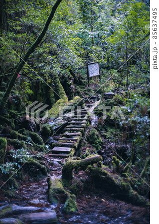 冬の屋久島の風景(ジブリ・もののけ姫の舞台)~九州の世界自然遺産~ 冬の屋久島の風景(ジブリ・もののけ姫の舞台)~九州の世界自然遺産~ 85637495