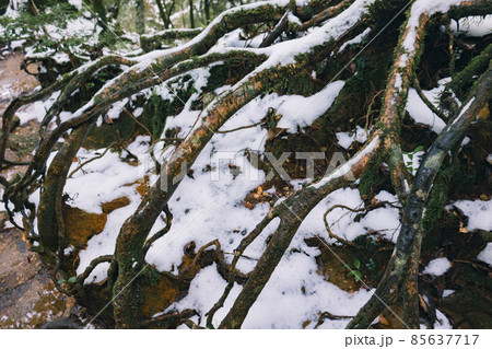 冬の屋久島の風景(ジブリ・もののけ姫の舞台)~九州の世界自然遺産~ 冬の屋久島の風景(ジブリ・もののけ姫の舞台)~九州の世界自然遺産~ 85637717