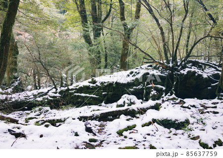冬の屋久島の風景(ジブリ・もののけ姫の舞台)~九州の世界自然遺産~ 冬の屋久島の風景(ジブリ・もののけ姫の舞台)~九州の世界自然遺産~ 85637759