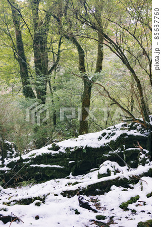 冬の屋久島の風景(ジブリ・もののけ姫の舞台)~九州の世界自然遺産~ 冬の屋久島の風景(ジブリ・もののけ姫の舞台)~九州の世界自然遺産~ 85637760