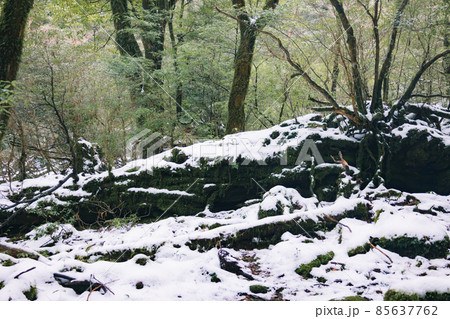 冬の屋久島の風景(ジブリ・もののけ姫の舞台)~九州の世界自然遺産~ 85637762